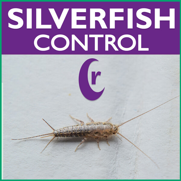 Controlling Silverfish Using Insect Baits
